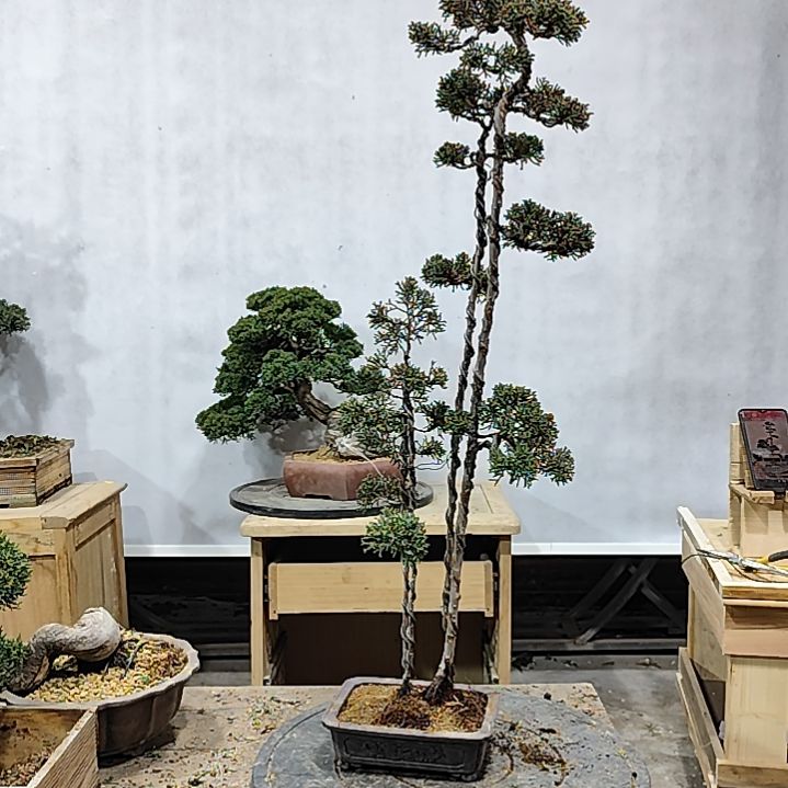 金***毛无花朵老树多干济州真柏