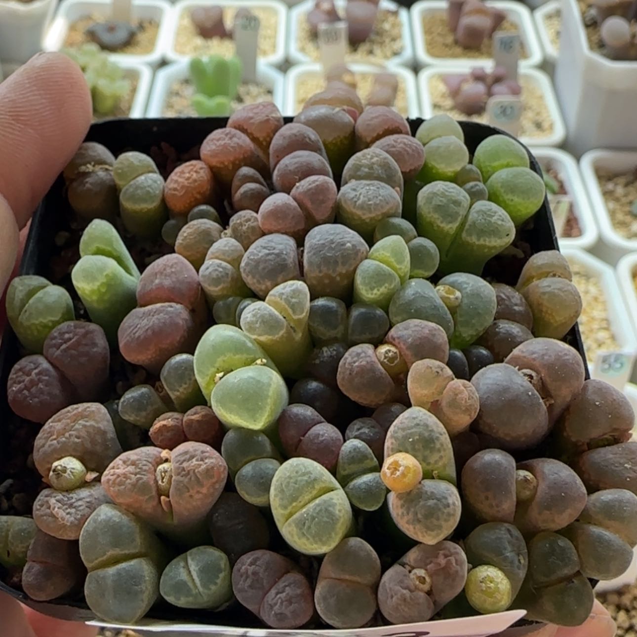 【闪购商品】巴*鱼0363风铃混合 