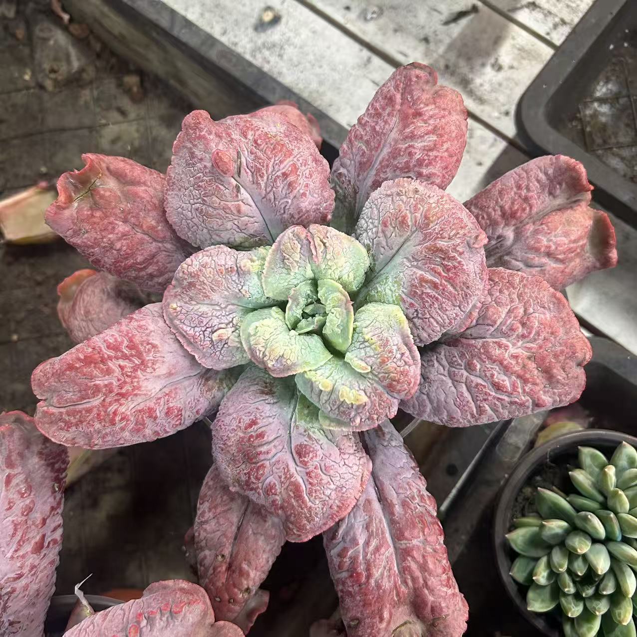 男爵         多肉