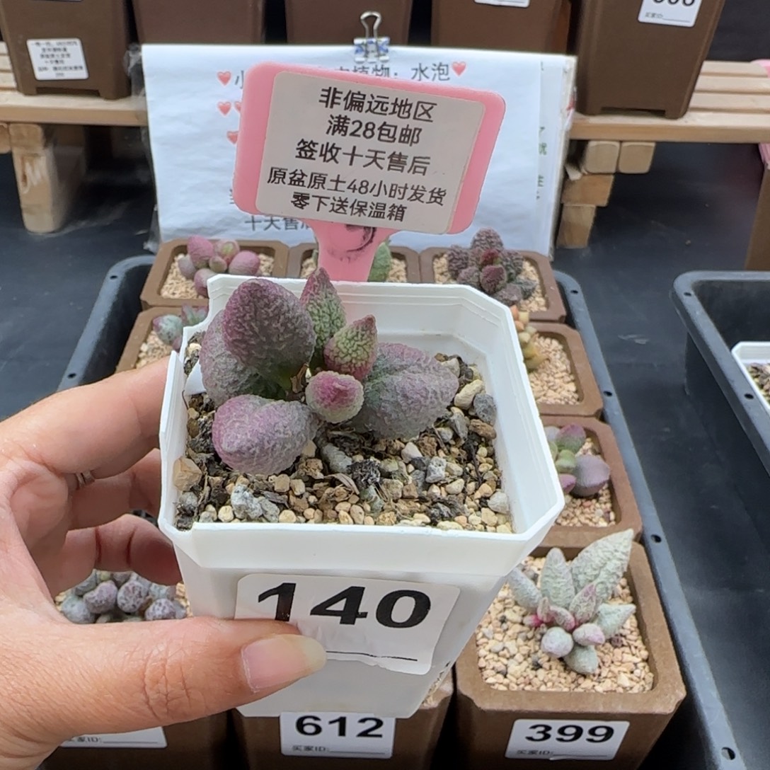 香***香140实生多肉的植物