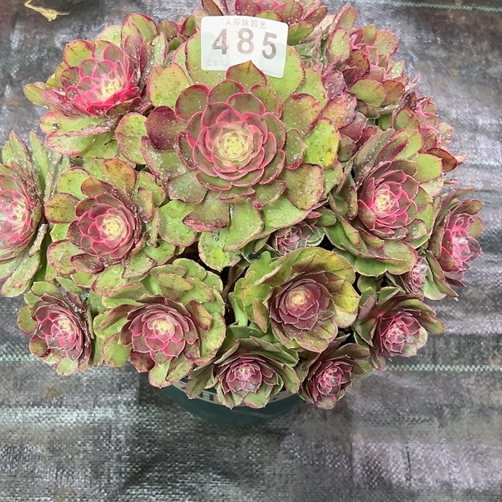 485粉花妖多肉植物