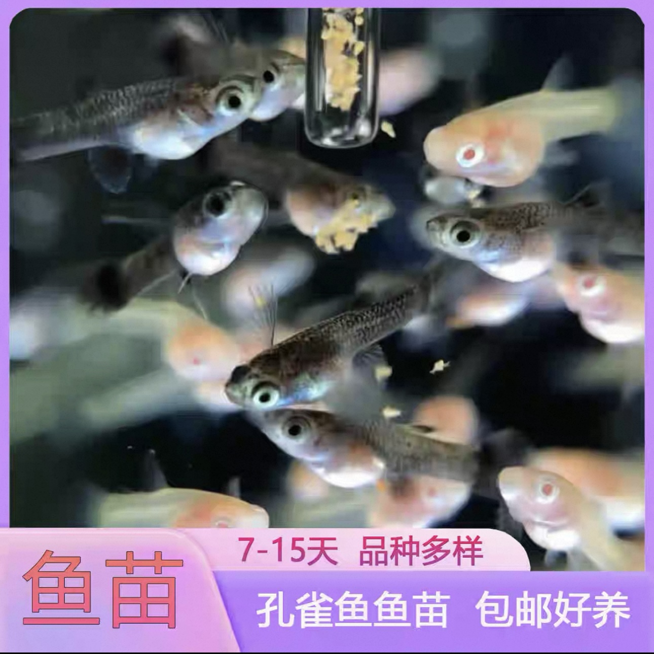 孔雀鱼热带观赏鱼好看好养易繁殖适合新手