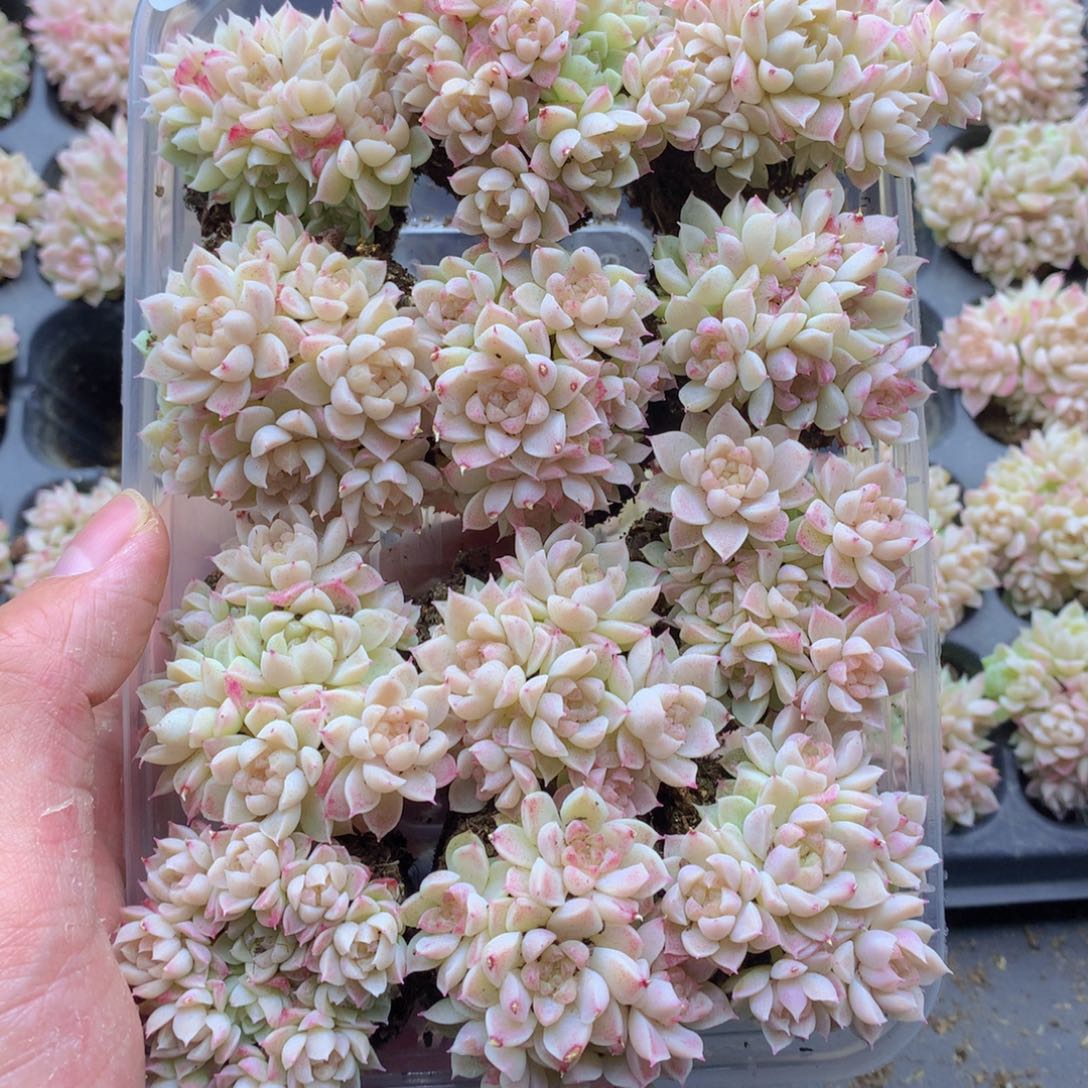 反反复复还是钱的020