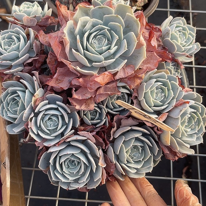 两单包邮，一物一拍128鲁士