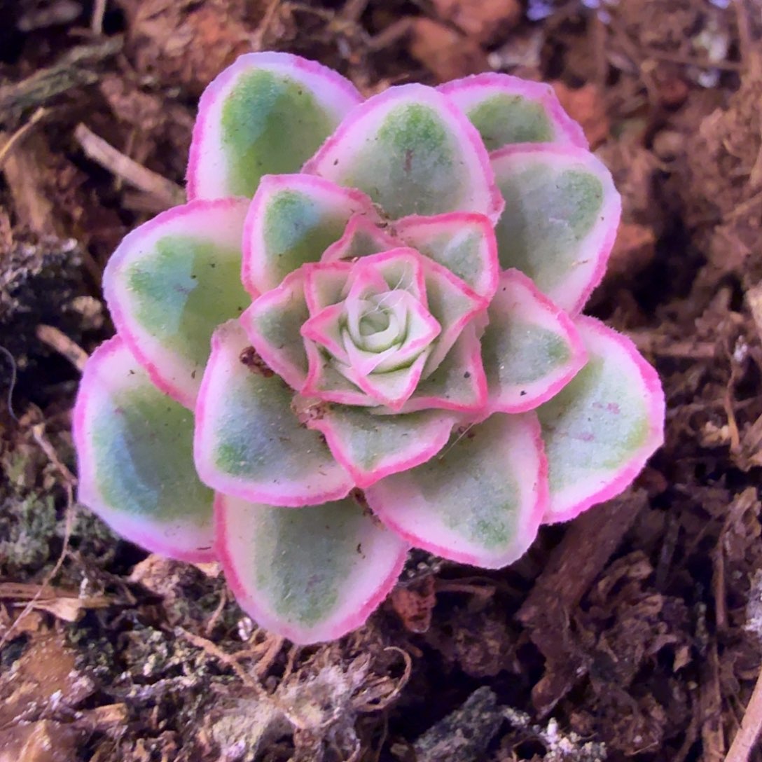 山地玫瑰。 24多肉