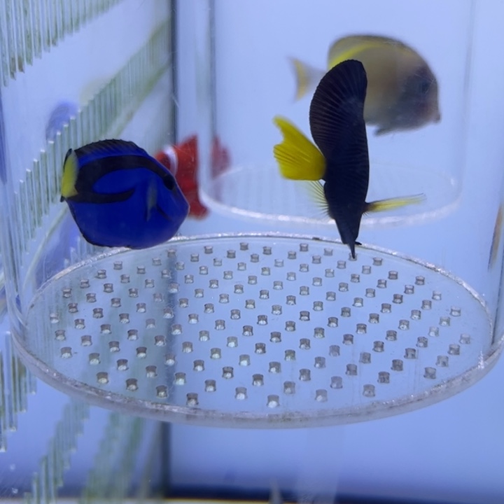 海水鱼蓝吊6cm+ 165 紫吊5-6cm 550 包装10运费35