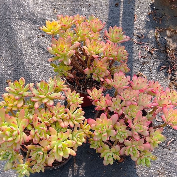 叮当锦，满18包邮