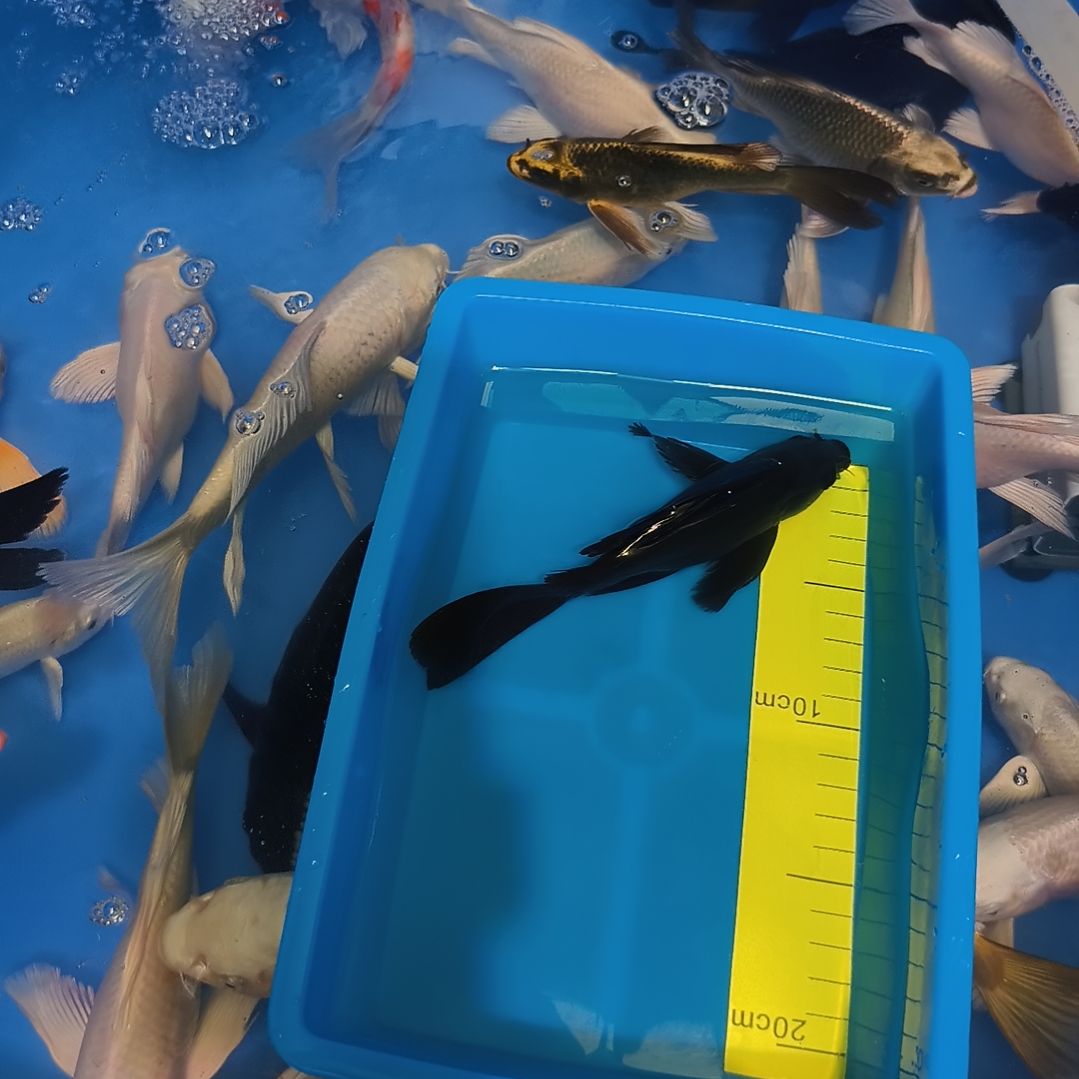 蝴蝶鲤鱼蝴蝶鲤墨蝶1条