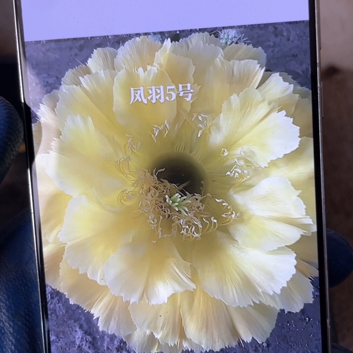 凤羽5号4公分以上满18包邮