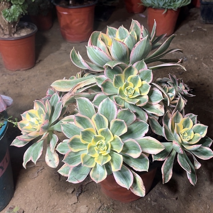 多肉植物法师灿烂36