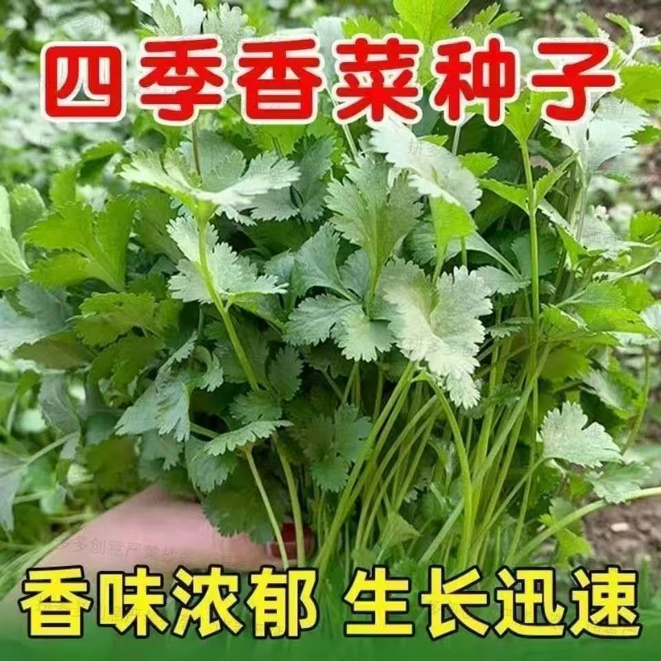 【全场满5包包邮】大叶香菜四季可播香菜籽种秋冬季蔬菜苗秧