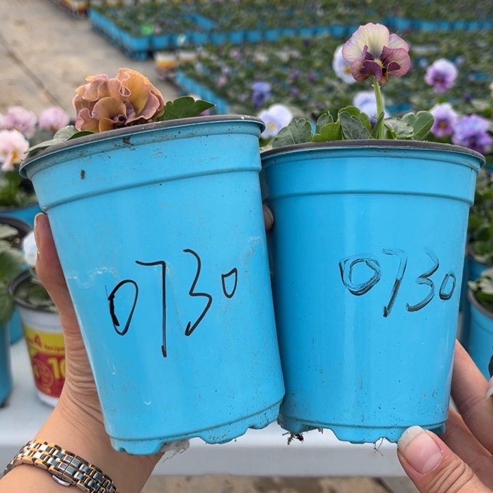 大部分花苞少量开放0730
