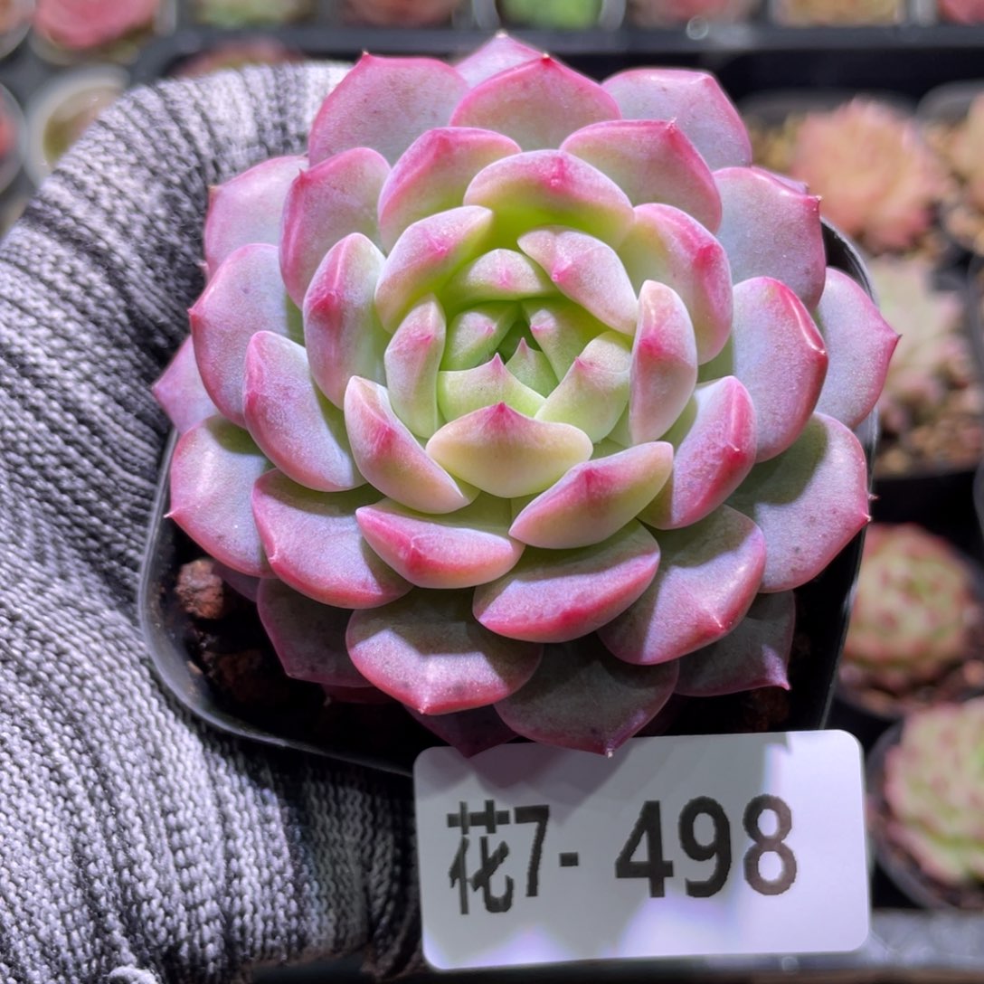 花利美7-498新品  