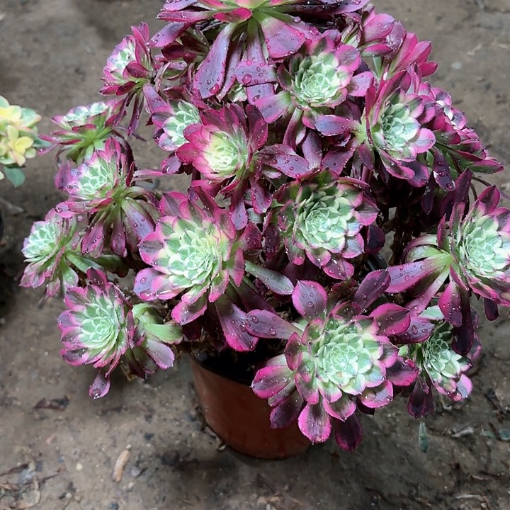 多肉植物法师天合15