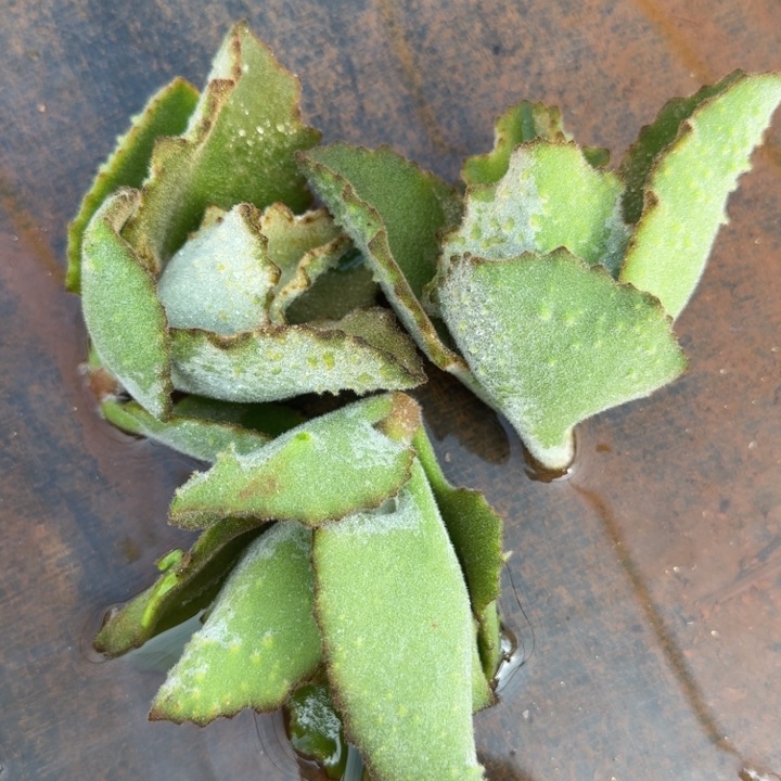 兔耳嫁接木锦三颗的锦