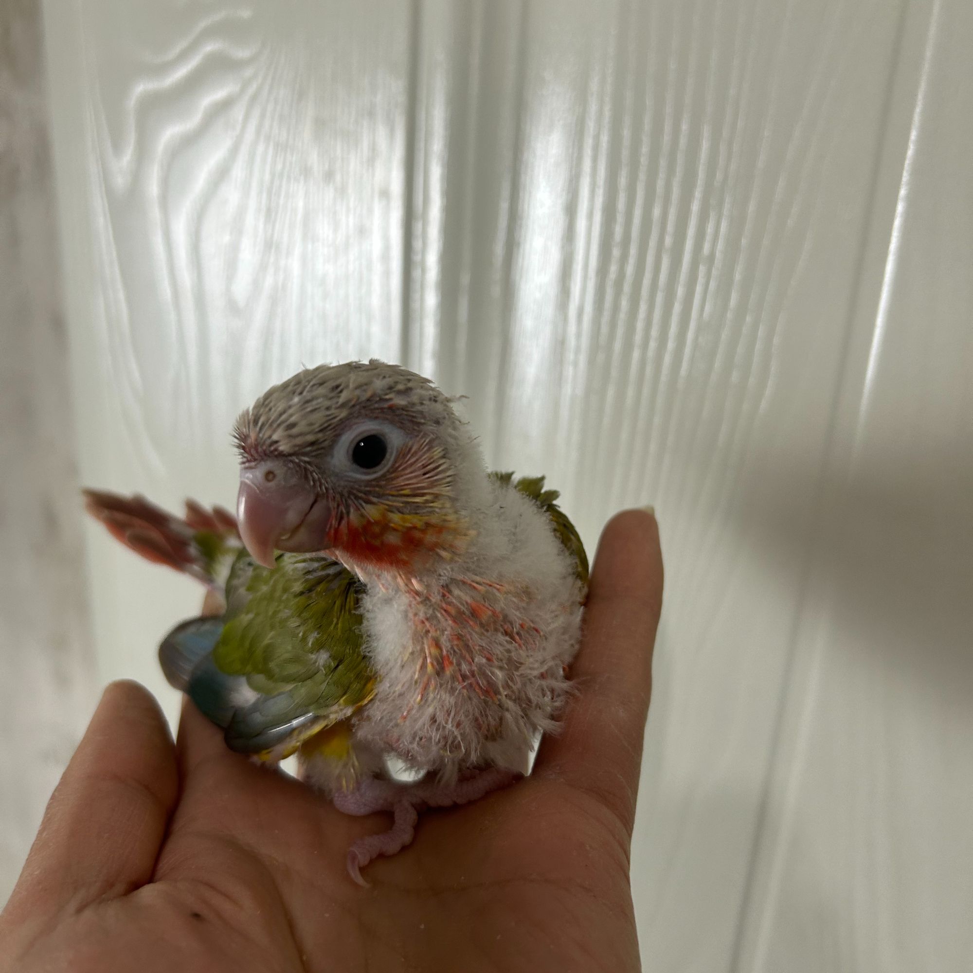 手养鹦鹉活体雏鸟会学说话小型宠物鸟