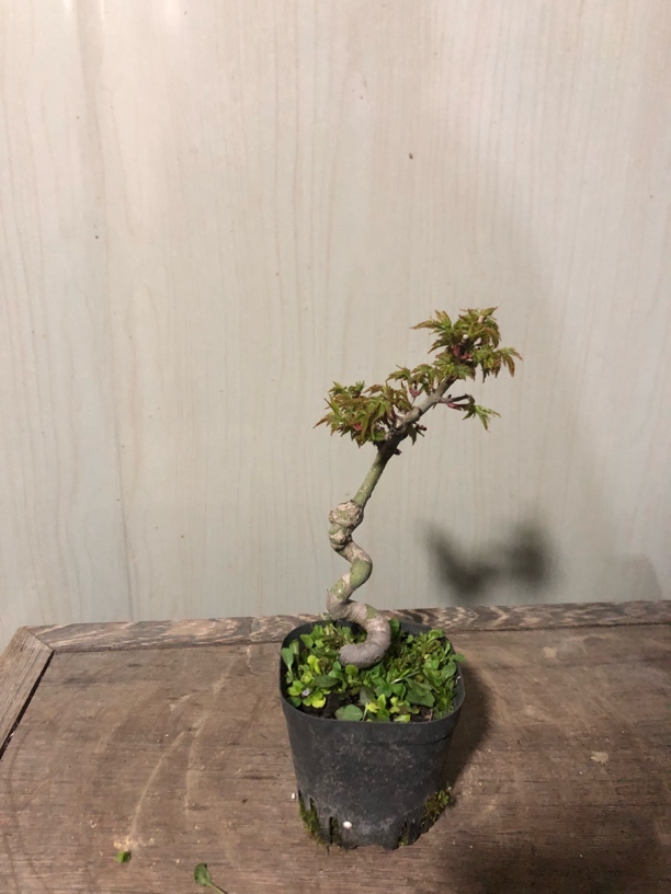 红枫狮子头小盆景