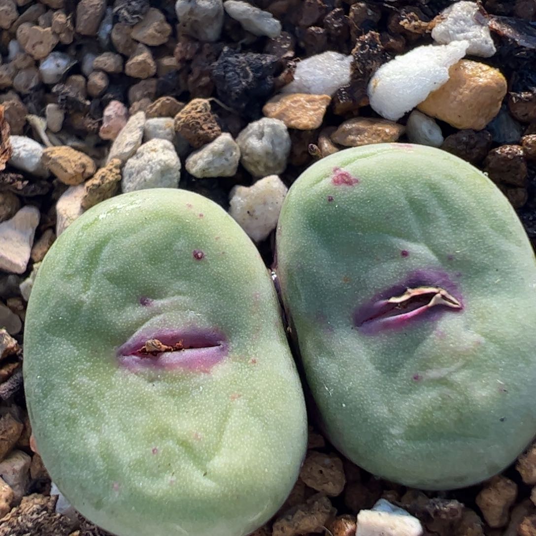 特价屁嘴多肉植物百科