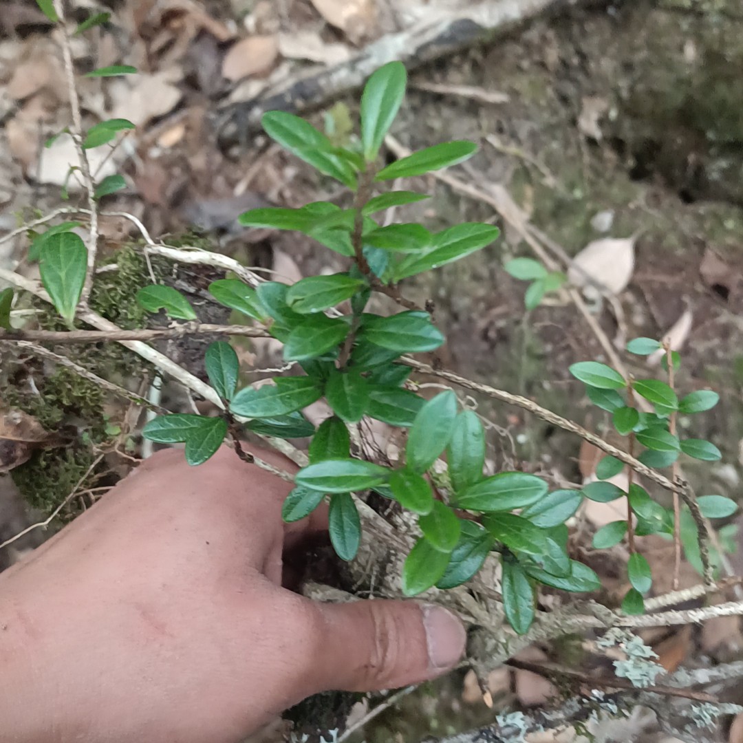 云南境边精品树萝卜