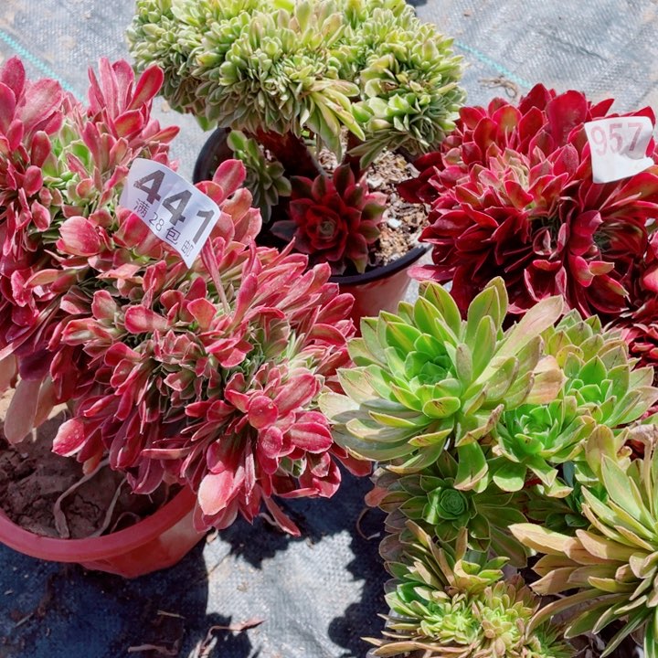 多肉植物组合441