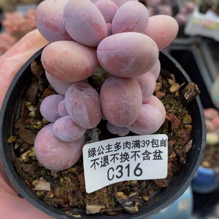 芭比奶洛5cm316多肉植物