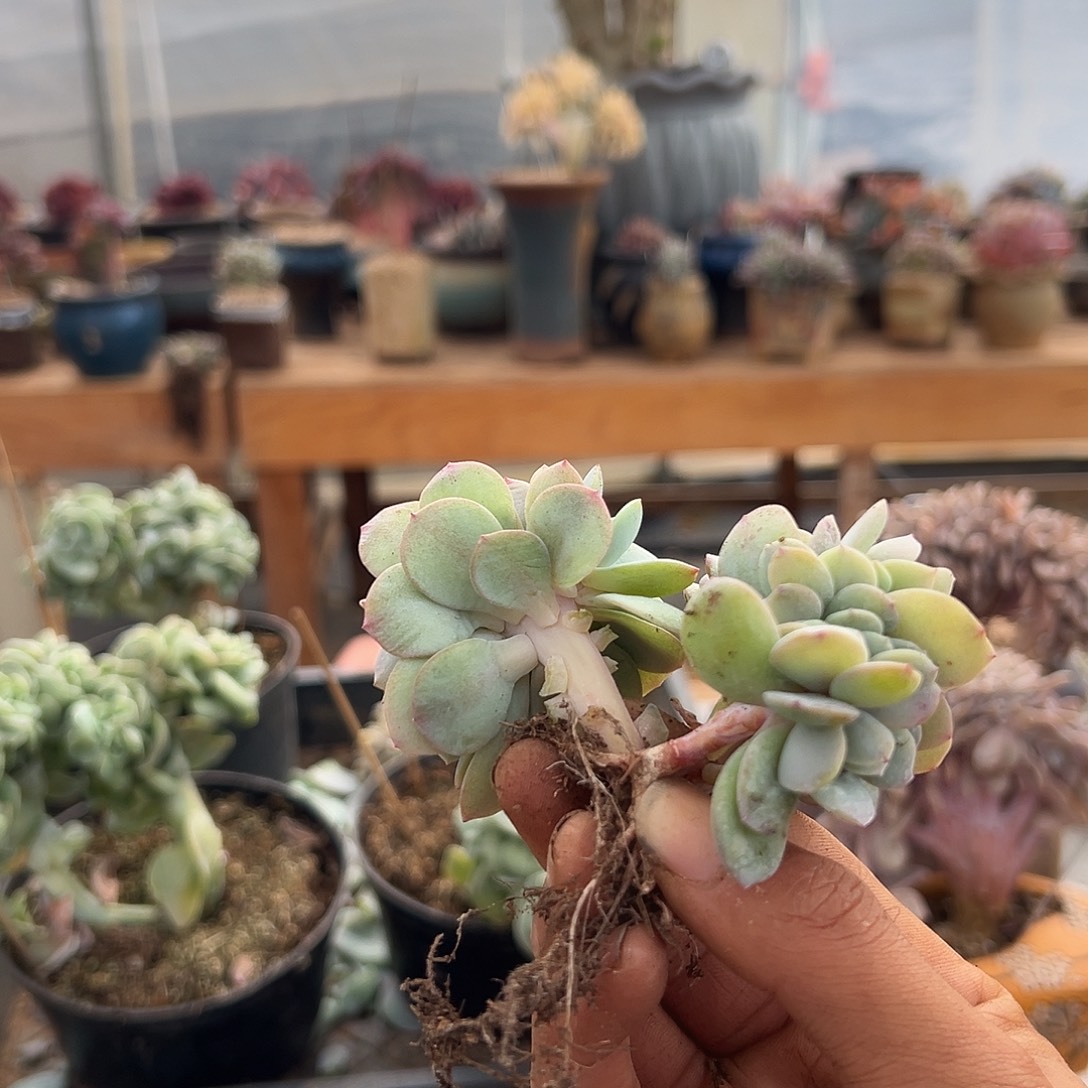 尕***清多肉植物实物直播实物