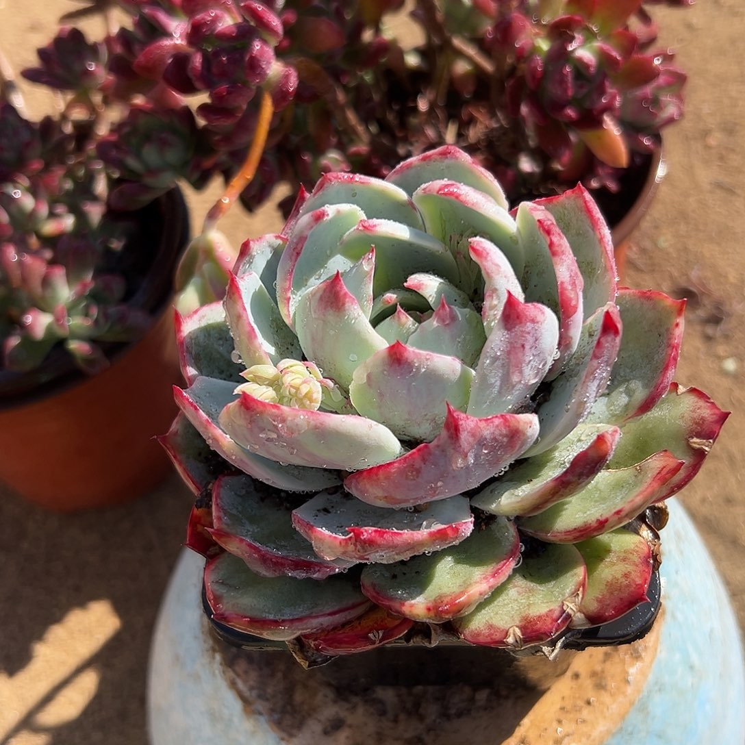 多肉植物多肉植物