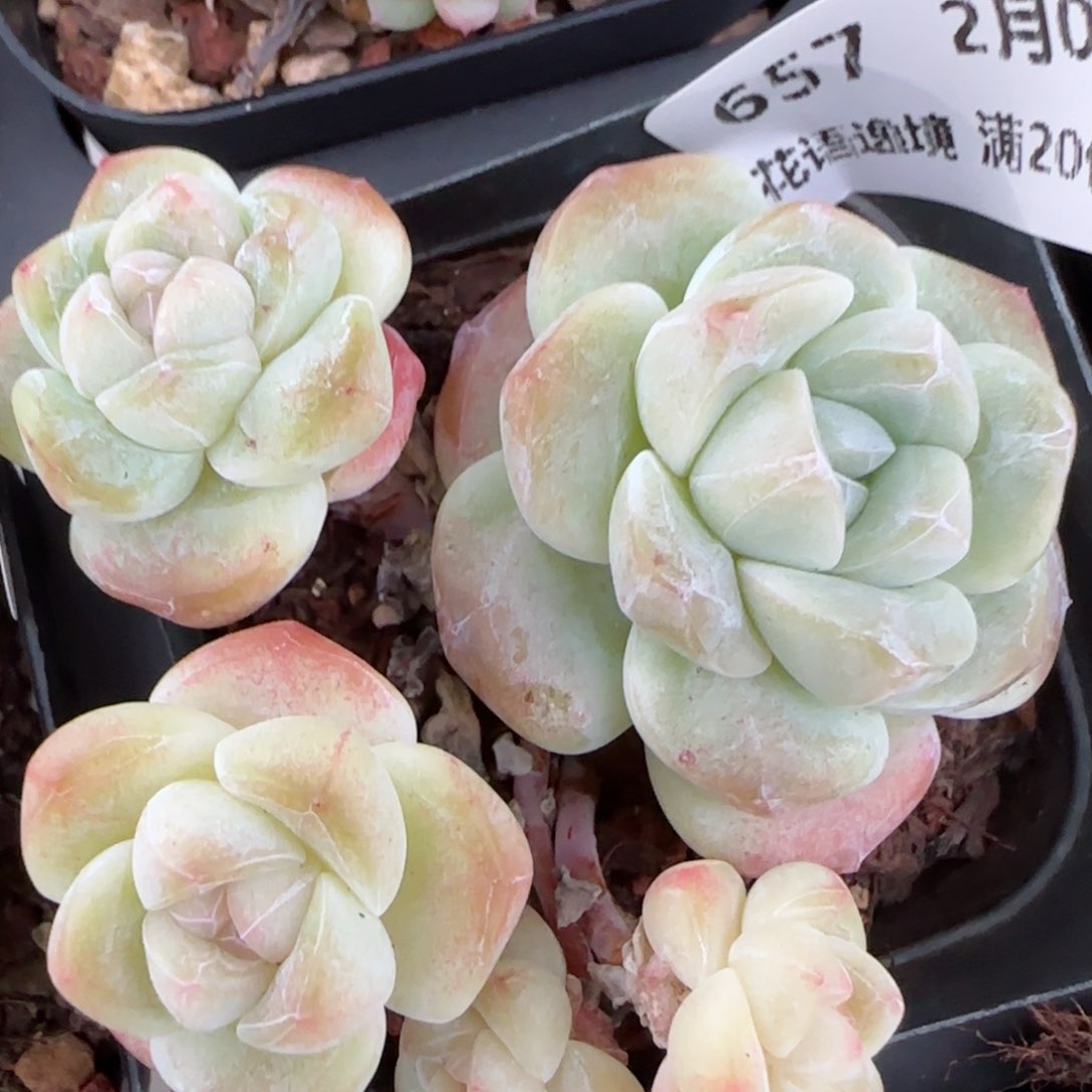 花语逸镜0203-657