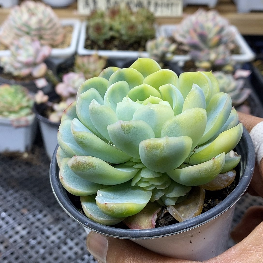 1739 贝瑞花脸锦带很多崽 需延时发货