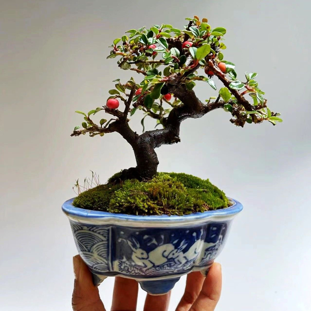 荀子盆景素材 各种矮霸 怪桩 坨坨桩【一物一拍】