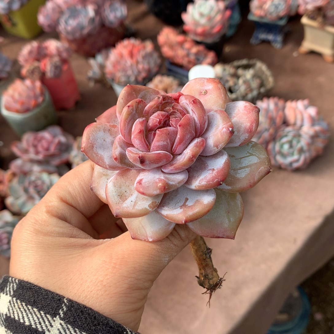 哈哈哈哈哈哈哈哈哈哈