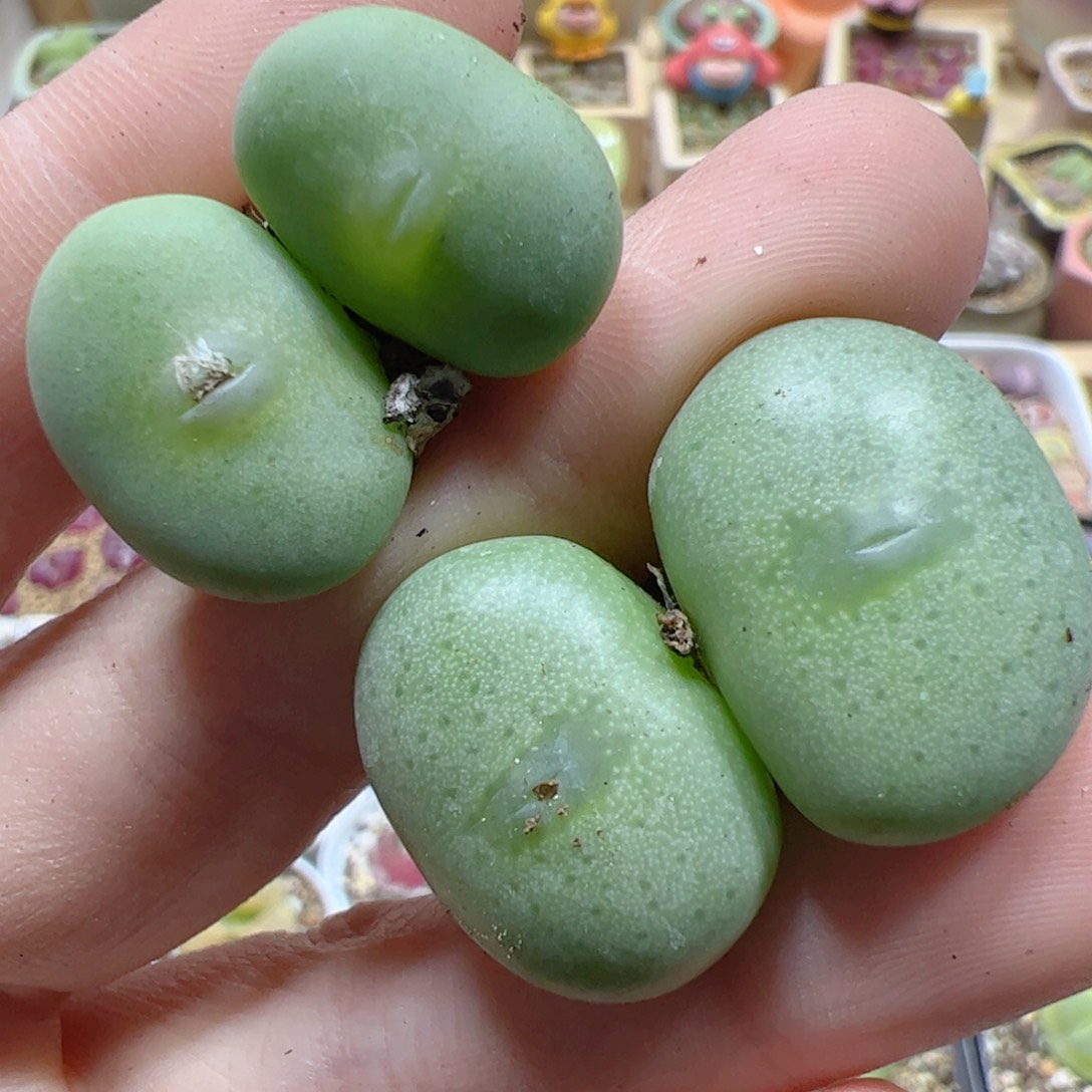 【闪购商品】111 饼