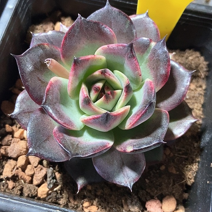 多肉植物916多肉