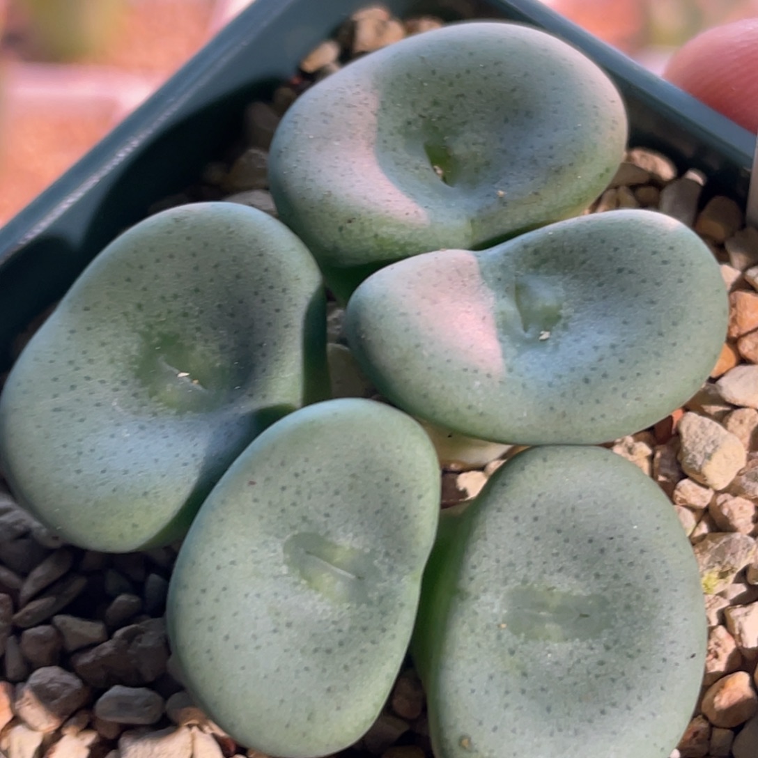 酒杯植物一物一拍