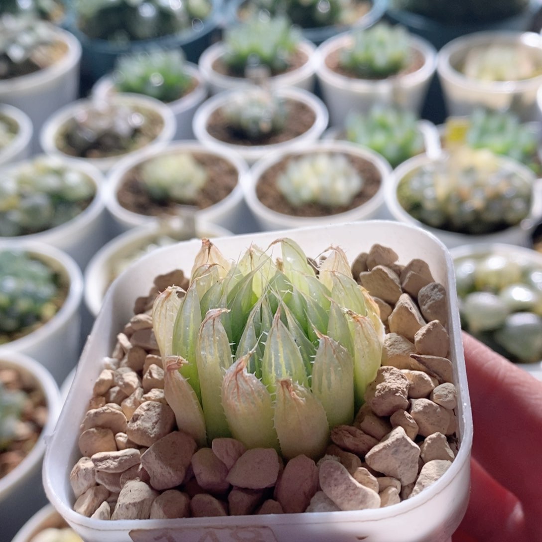 钻石实生针管玉露