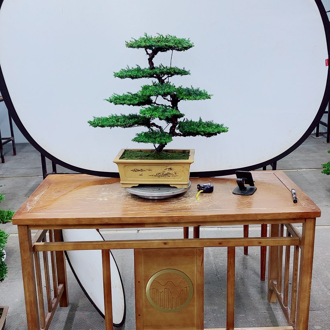 无花朵精品盆景一物一拍