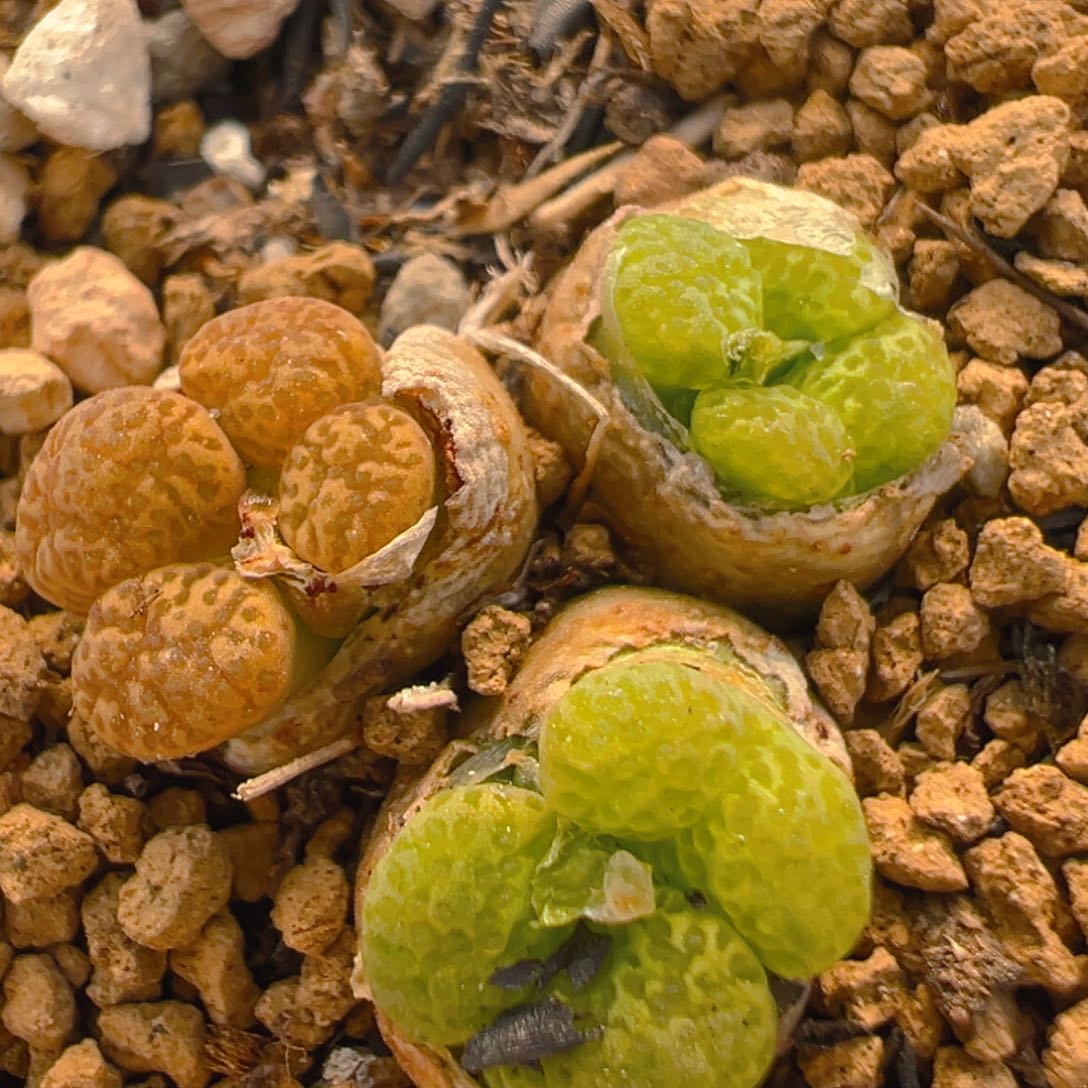 69多肉植物百科知识