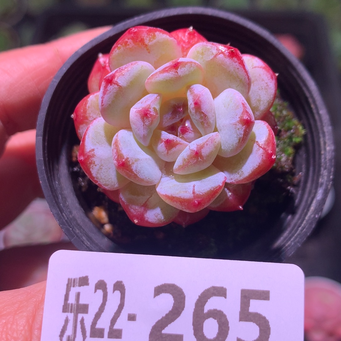 乐然22-265 雪颜玉 