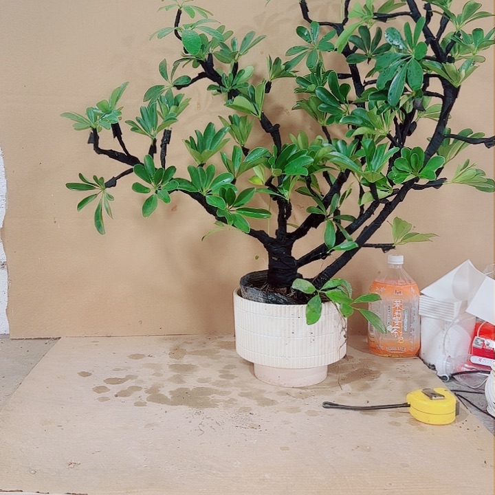 龙***婆发发发发发发发发发