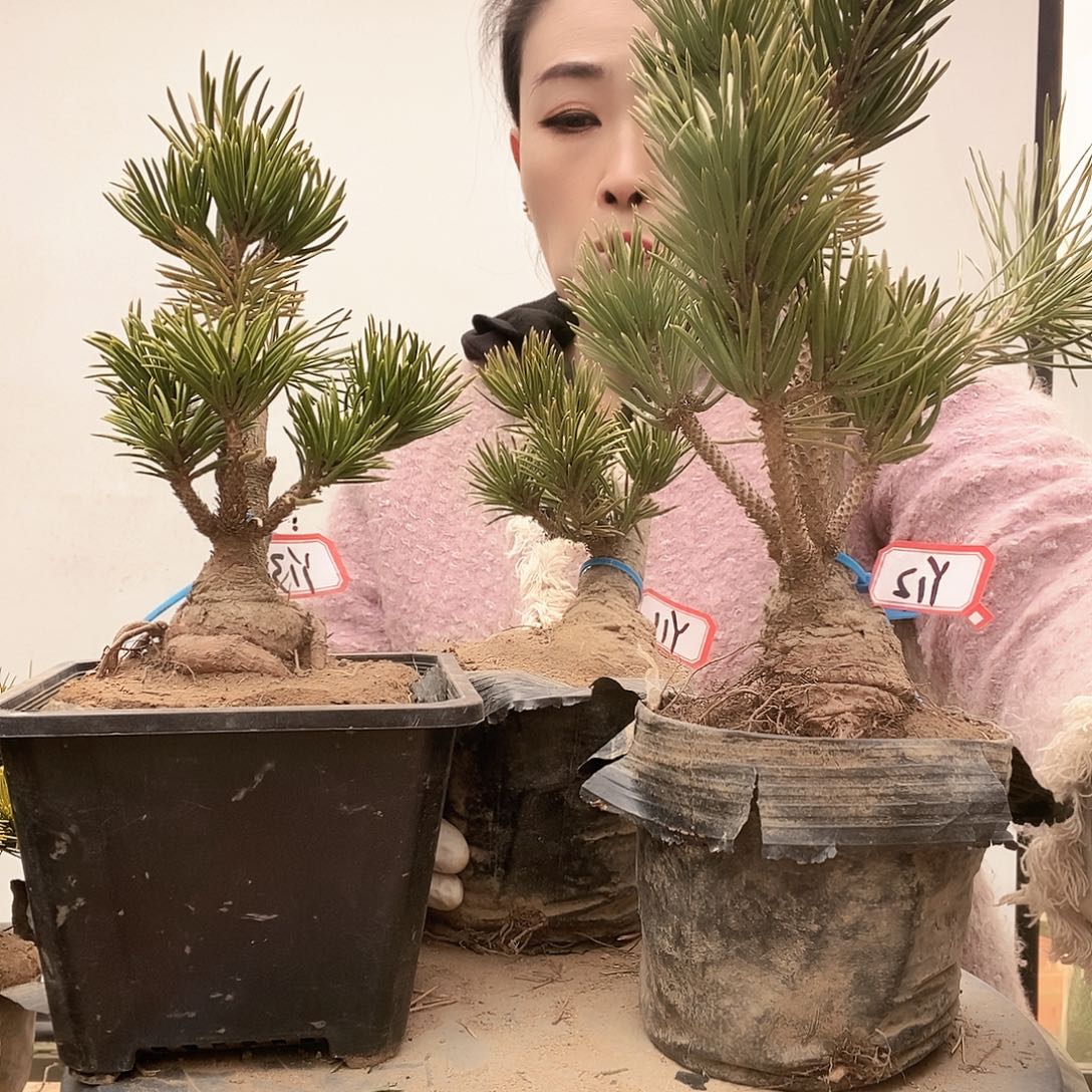 无花朵植物形态多年生草本