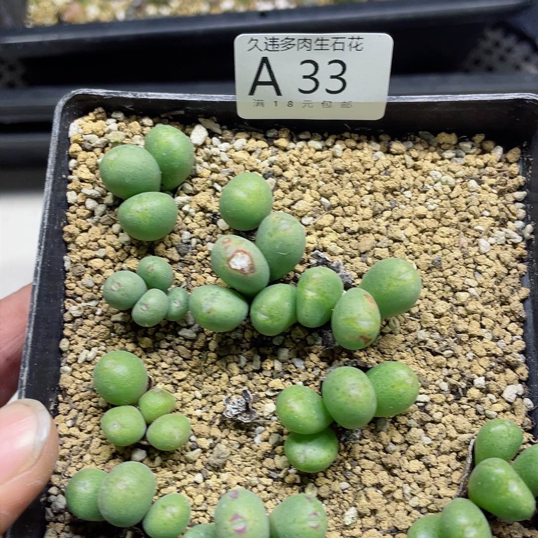 A33号，，很好看的肉肉呢