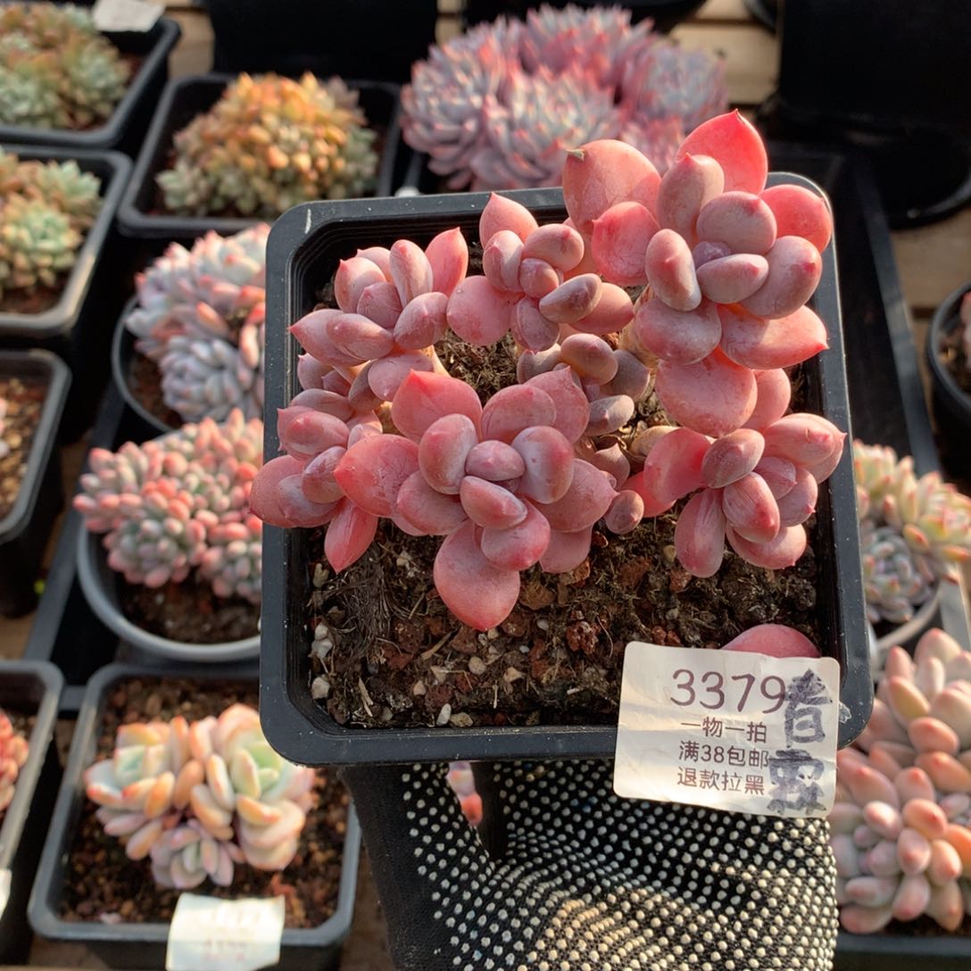 春*11厘米九头欧洲美人3379