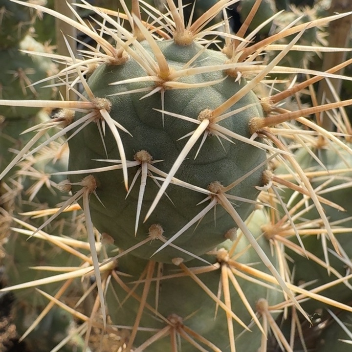 捡漏黑将军习志野一个仙人球