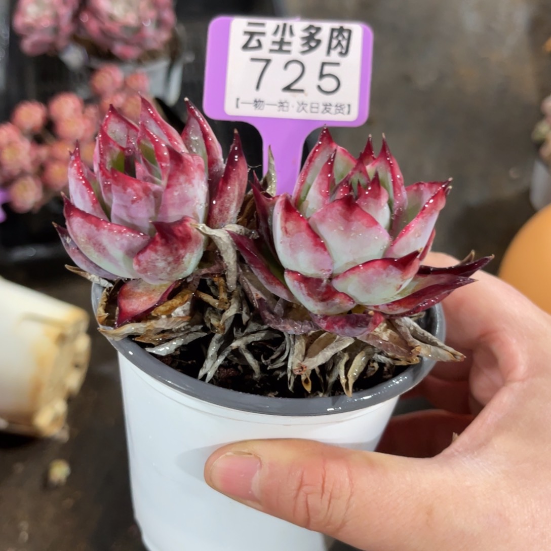 云尘多肉一物一拍725