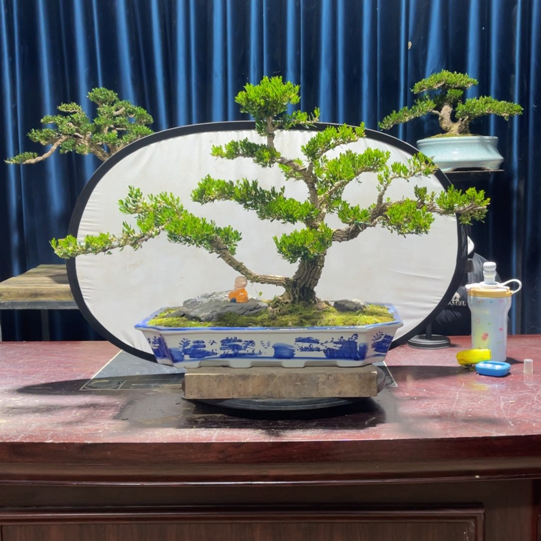 黄杨盆景老桩四季长青