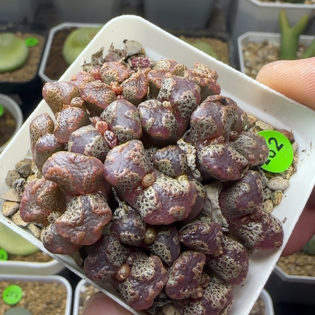 超碟群漂亮多肉植物282