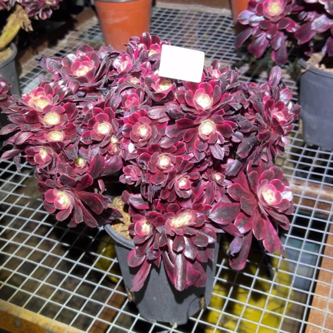 【闪购商品】752美杜莎缀多肉