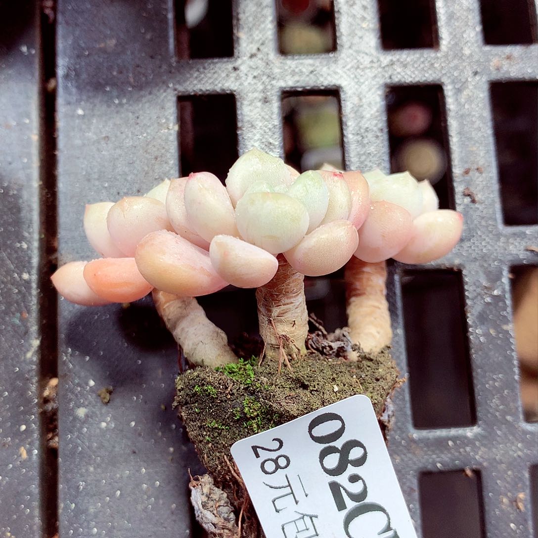 5厘米盆精控多肉082