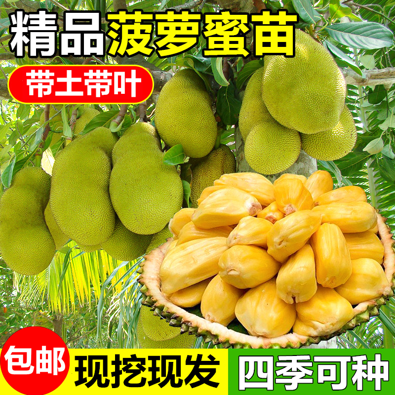 木菠萝苗嫁接海南黄肉菠萝蜜榴莲蜜泰八5号红肉干包菠萝蜜苗包邮