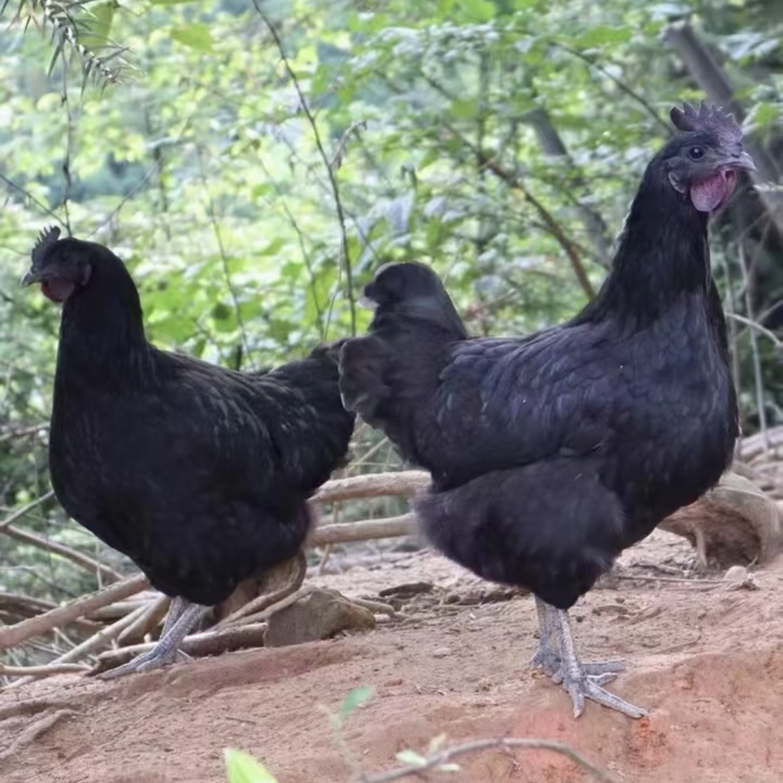 【恩施】高山正宗散养青脚老母鸡土鸡鲜鸡肉一年半以上速冻发货包邮